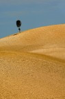 fra le colline di Volterra spunta il cipresso