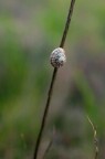 Lumaca Lumaca