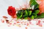 Una rosa per me Una rosa per me