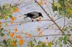 autunno autunno