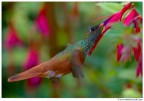 Colibrì Colibrì