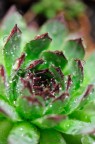 Succulent Succulent