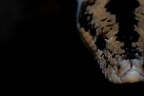 "snakes can scare the crap out of you...but aren't "snakes can scare the crap out of you...but aren't