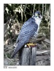 Falco Falco