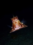 Cute Box Fish! Cute Box Fish!