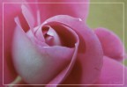 Rosa Rosa