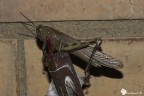 Locusta Nascosta