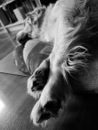 Siesta canina Siesta canina