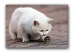 Il gatto e il topo Il gatto e il topo