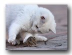 Ancora il gatto e il topo