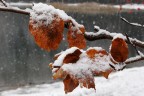 Nevica Nevica
