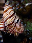 Lion fish Lion fish