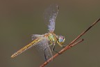 Sympetrum fonscolombii