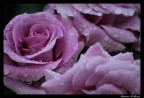 ...nel mio giardino... ...nel mio giardino...