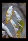 foglie innevate.. foglie innevate..