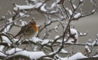 Pettirosso sulla neve Pettirosso sulla neve
