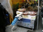 Al cane piacciono i prodotti della Sicilia Al cane piacciono i prodotti della Sicilia