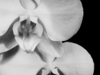 orchIDEE orchIDEE