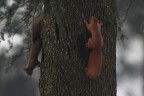 Il mondo è fatto a scale ed alberi . . . Il mondo è fatto a scale ed alberi . . .