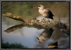Anatra # 3 Anatra # 3