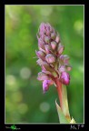 Barlia robertiana....primizia Barlia robertiana....primizia