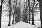 viale maestro... viale maestro...