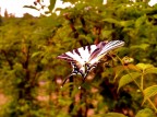 Splendida farfalla tra i lamponi Splendida farfalla tra i lamponi