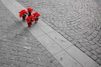 Auguri Auguri