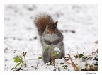 Nella neve Nella neve