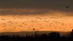 ...the birds...