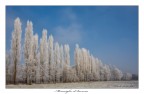 Meraviglie d'Inverno Meraviglie d'Inverno