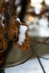 il calore della neve... il calore della neve...