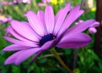 Petali Petali