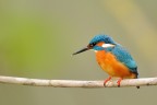 M.Pescatore M.Pescatore