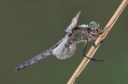 Auguri Buon Natale - Orthetrum albistylum
