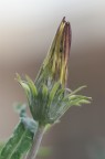 DSC04955