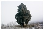 Albero Albero