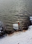 Cigno