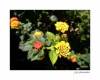 Fiori Fiori