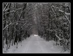 nevicata nevicata
