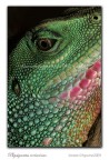 Water dragon Water dragon