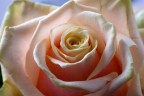Rosa Rosa