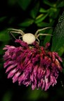 albino albino