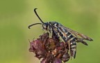 Bembecia ichneumoniformis Bembecia ichneumoniformis