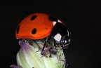 ...La Sentinella...!!!