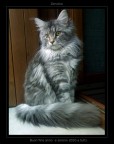 Zenobia - Buon 2010 - Zenobia - Buon 2010 -