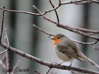 Pettirosso Pettirosso