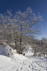 paesaggio innevato 01 paesaggio innevato 01