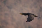cormorano cormorano