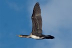 Cormorano..... Cormorano.....